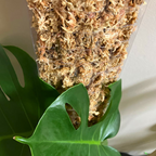 Premium Sphagnum Moss