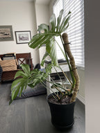 The Original Bendable Moss Pole™ - Best Seller (Pins Included)