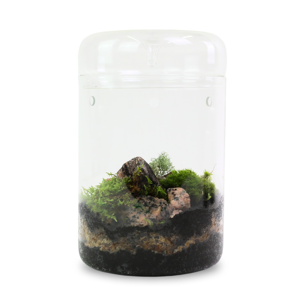 Revita-Moss™ Mixed Pack
