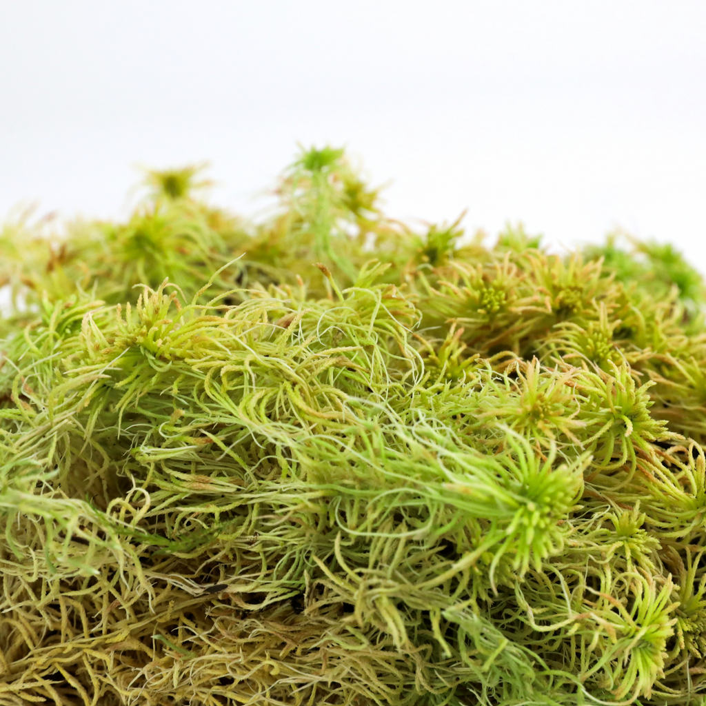 Natural Canadian Sphagnum Moss - Revita-Moss