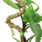 The Bendable Moss Pole™ 𝘛𝘏𝘐𝘕