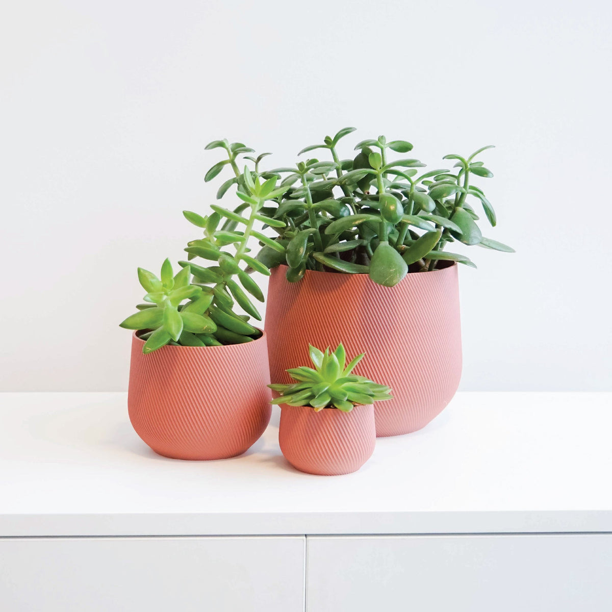 Juniper Planter