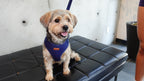 Denim Harness