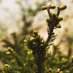 Balsam Fir