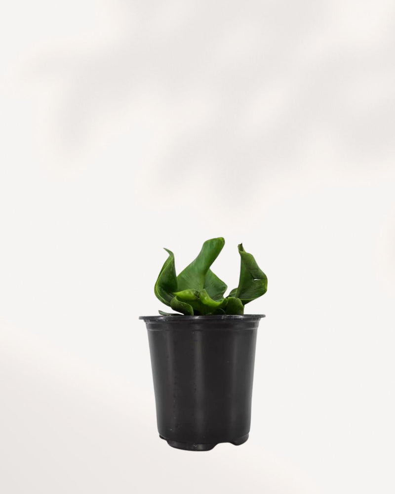 Cobra Fern