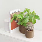 Pine Planter