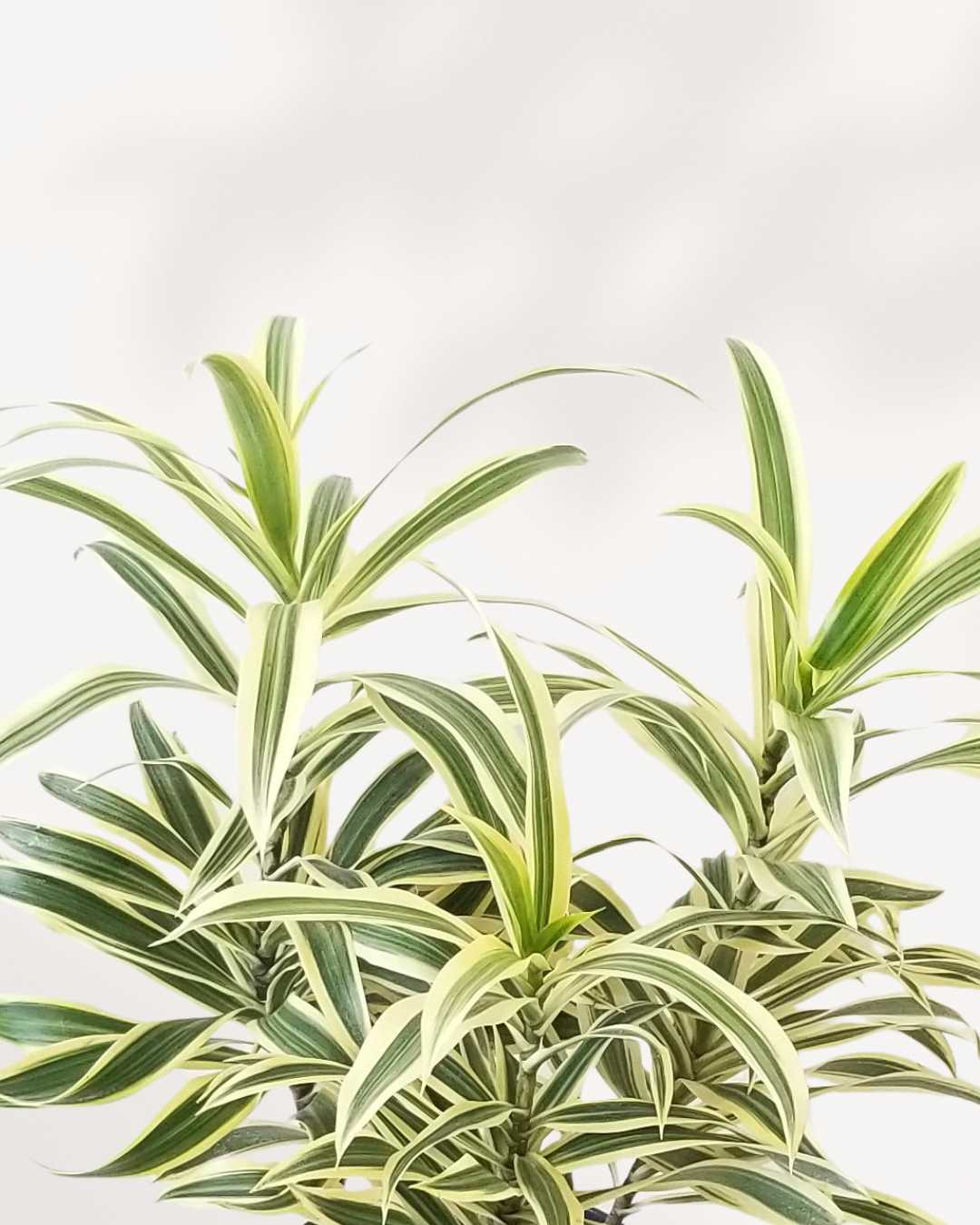Dracaena Reflexa 'Song of India' Indoor Plant