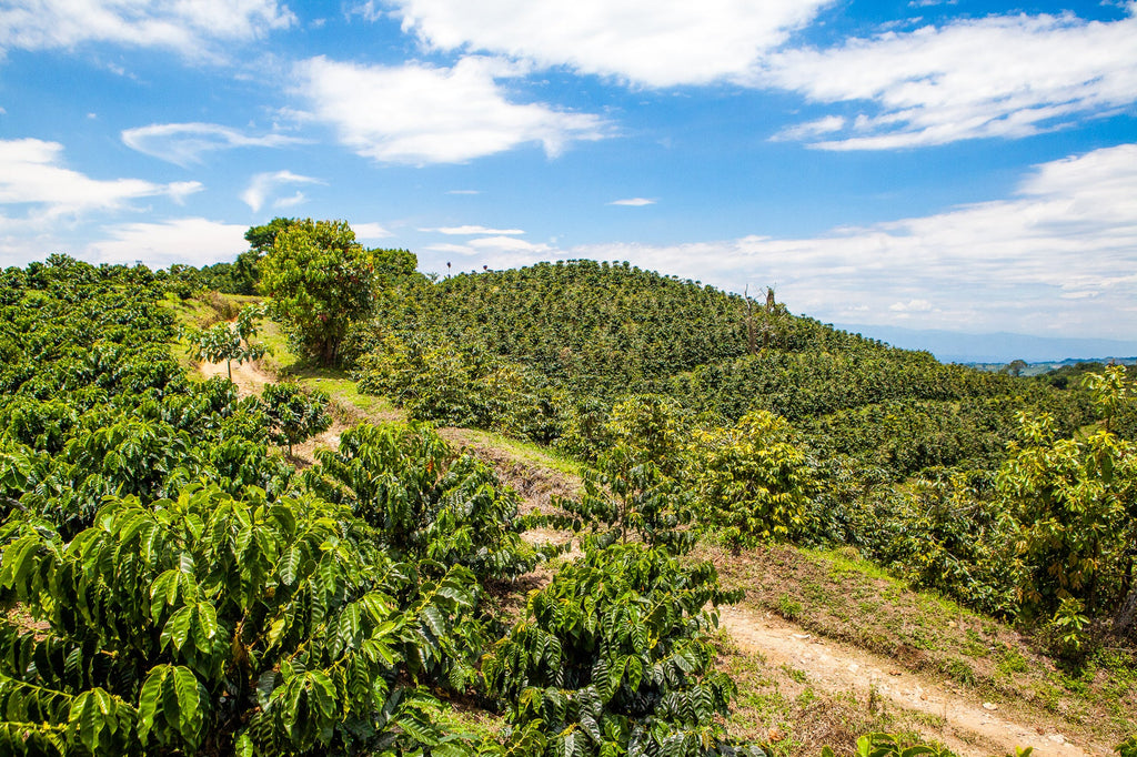 *DECAF* Banana Bread (Elias and Shady Bayter) — Colombia