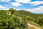*DECAF* Banana Bread (Elias and Shady Bayter) — Colombia