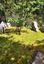 Mood Moss - Revita-Moss (Dicranum)