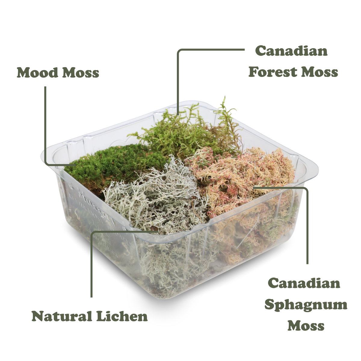 Revita-Moss™ Mixed Pack