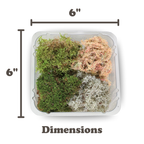 Revita-Moss™ Mixed Pack
