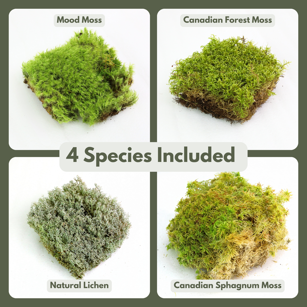 Revita-Moss™ Mixed Pack
