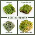 Revita-Moss™ Mixed Pack