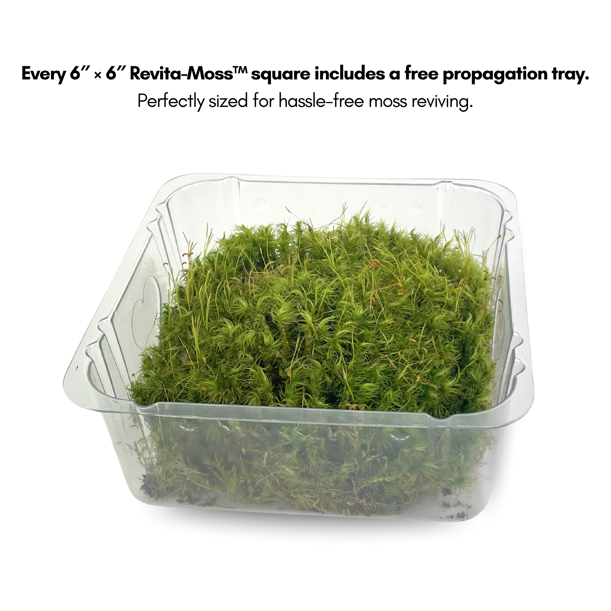 Mood Moss - Revita-Moss (Dicranum)
