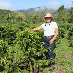 SWP Decaf Cocafisa