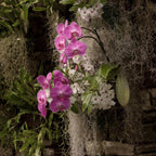 Premium Spanish Moss