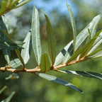 Sea Buckthorn, leaf
