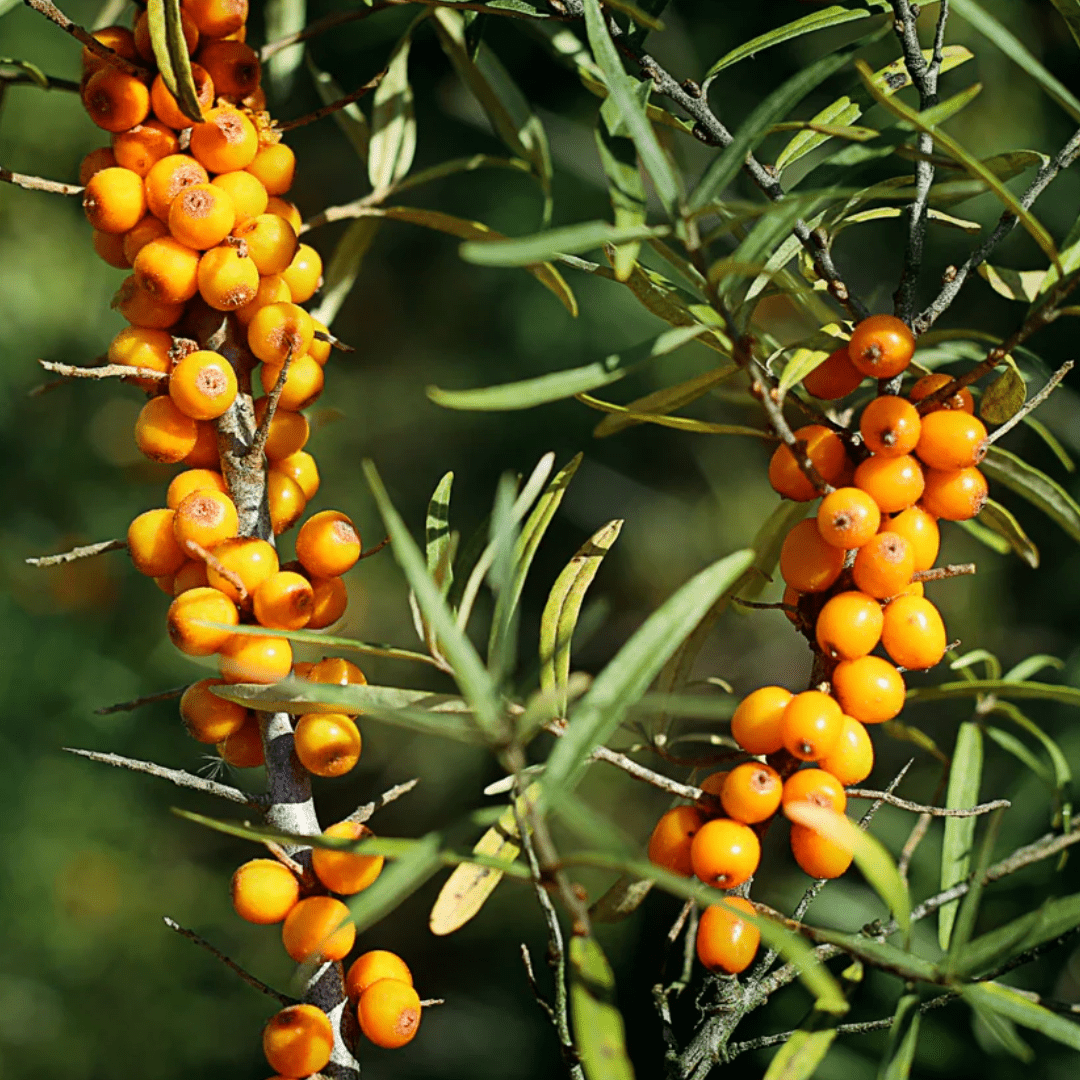 Sea Buckthorn, pulp