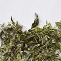 Mugwort