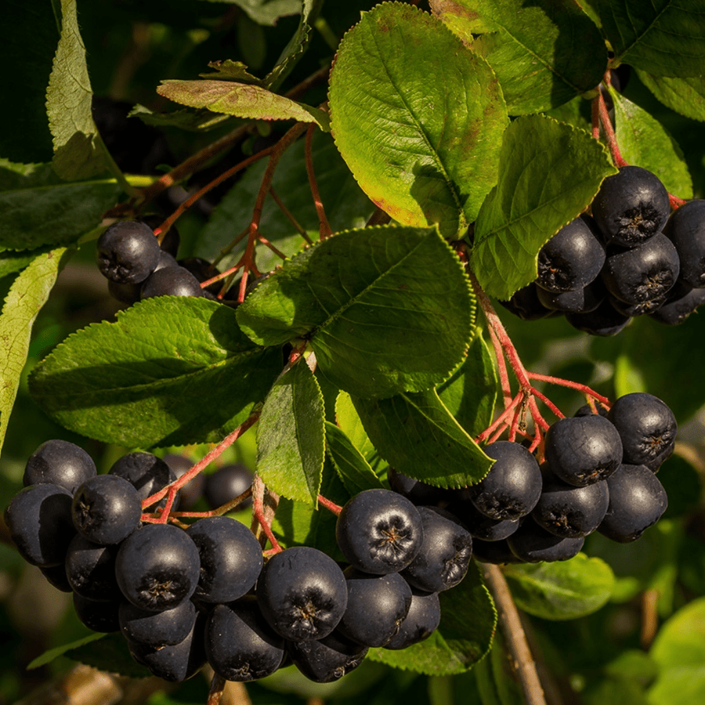 Aronia Berry