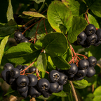 Aronia Berry