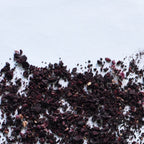 Aronia Berry