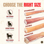 12 Inch Standard Bully Stick