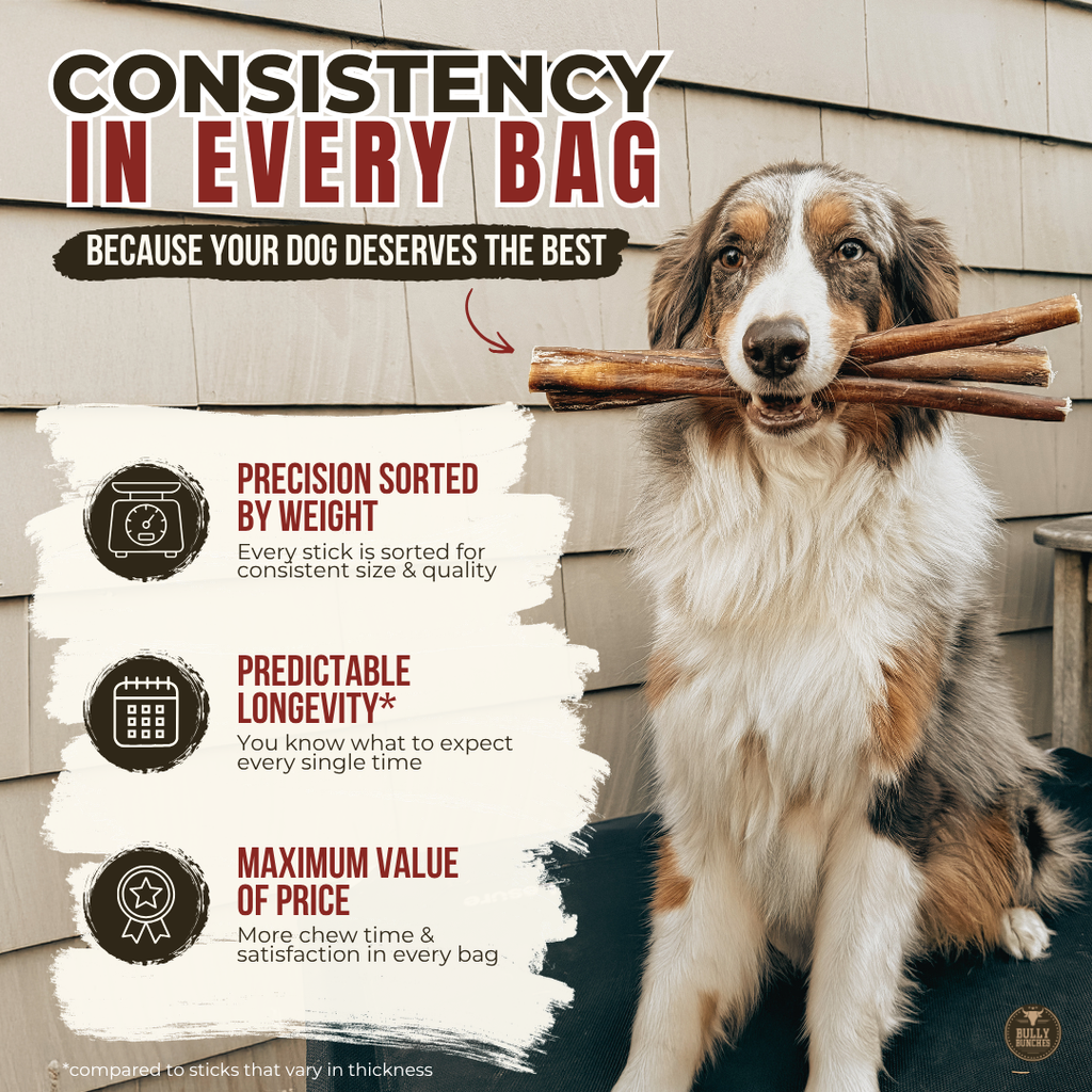 6 Inch Standard Bully Stick