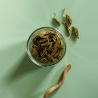White Spruce, shoot
