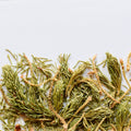 Black Spruce, shoot