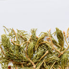 Black Spruce, shoot