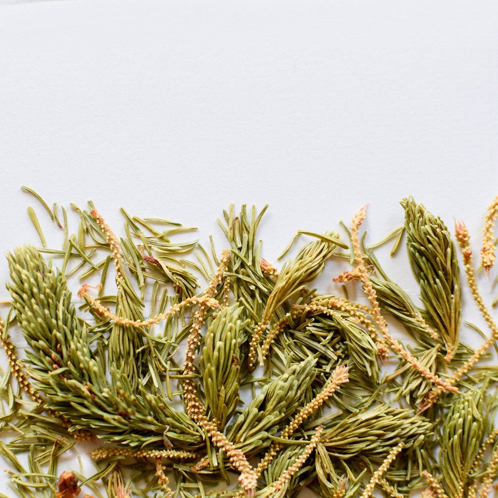 Black Spruce, shoot