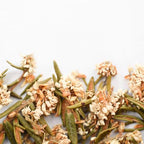 Labrador Tea Flower