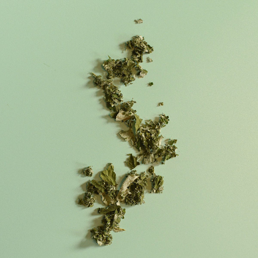 Raspberry Leaf — Rubus idaeus
