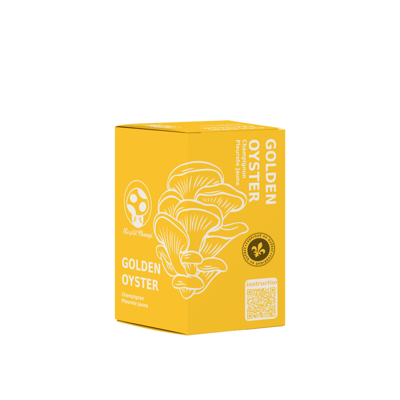Golden Oyster Mushroom Kit