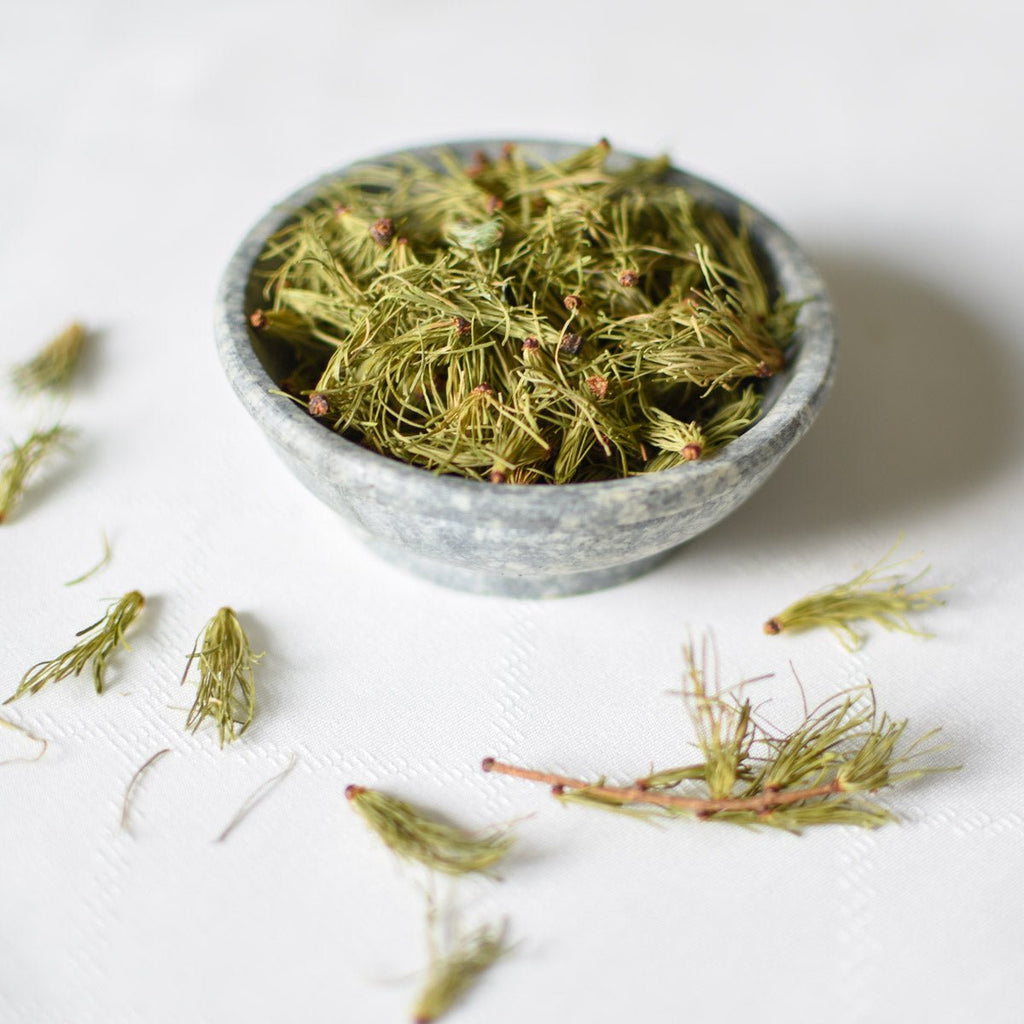 Larch, needle