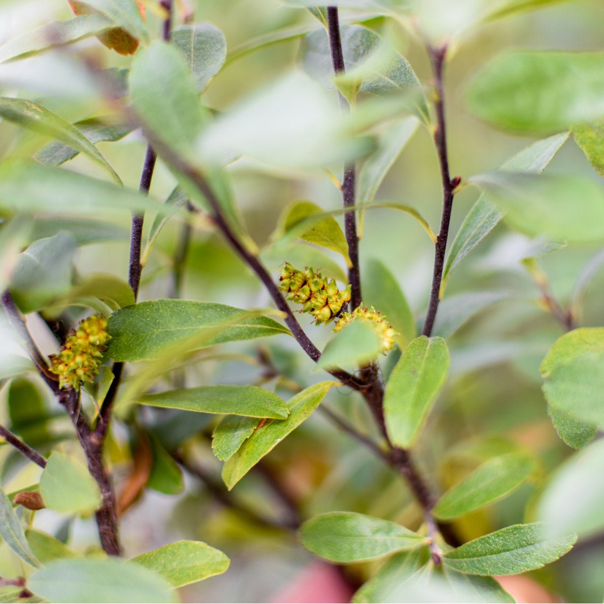 Sweet Gale, catkin