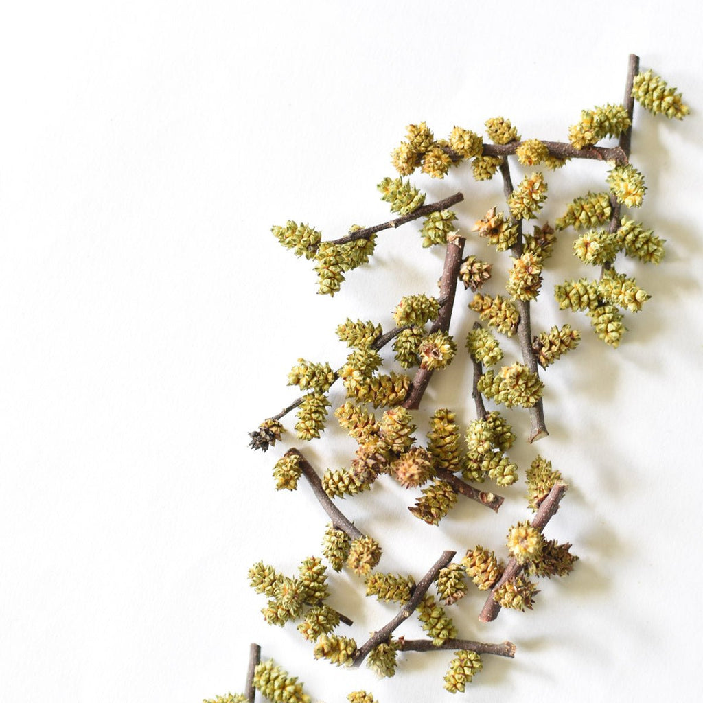 Sweet Gale, catkin
