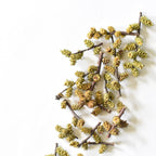 Sweet Gale, catkin