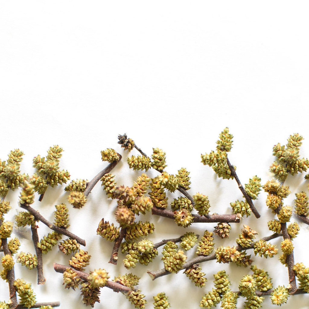 Sweet Gale, catkin