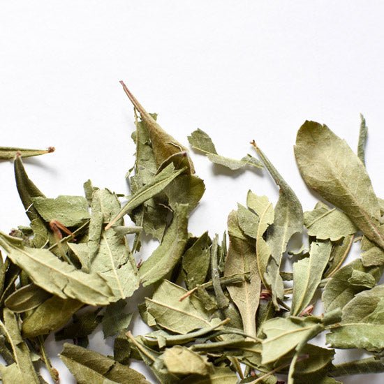 Sweet Gale, leaf