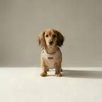 Tweed Harness