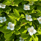Bunchberry, leaf