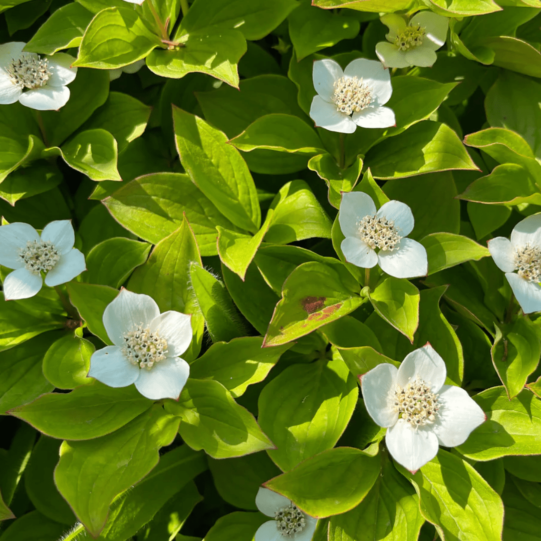 Bunchberry, leaf
