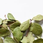 Wintergreen