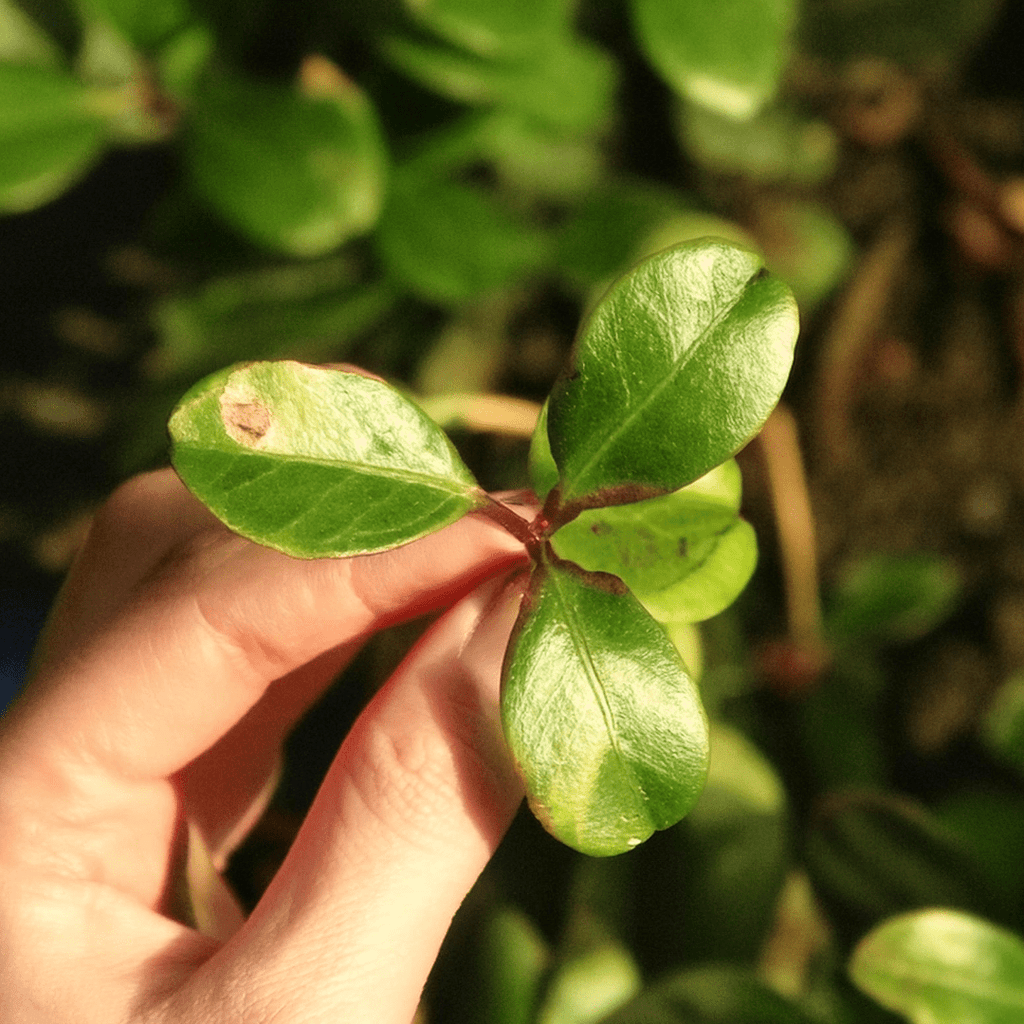 Wintergreen