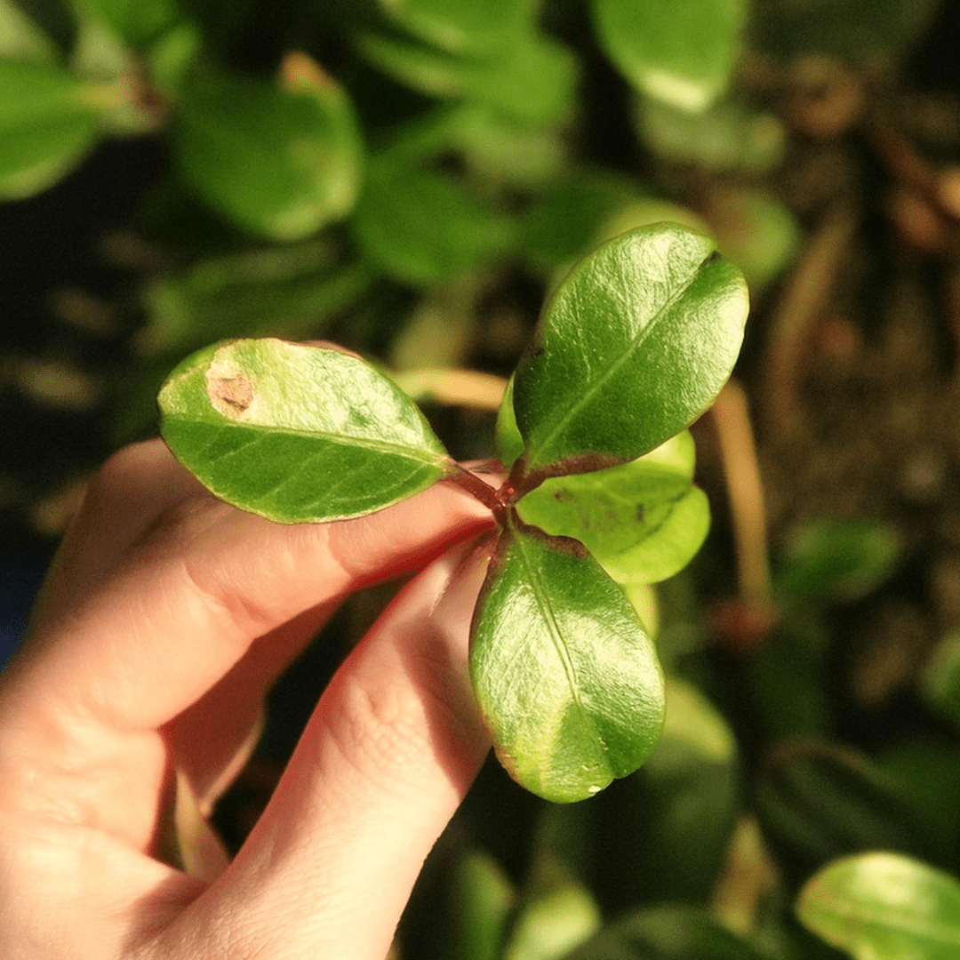 Wintergreen