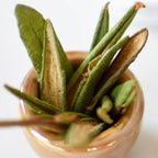 Labrador Tea, leaf