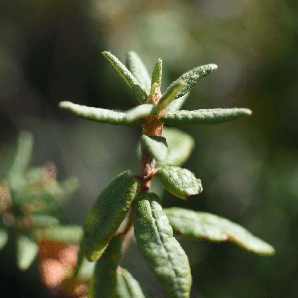 Labrador Tea, leaf